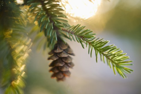 Pine tree branch.
