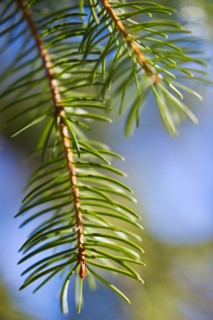 Pine tree branch.