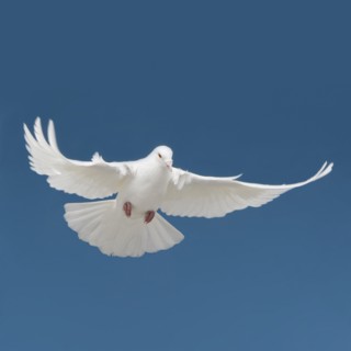 Bird.