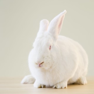 White rabbit.