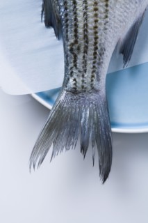Tail of striped bass fish on plate. Photographe : Kristin Lee