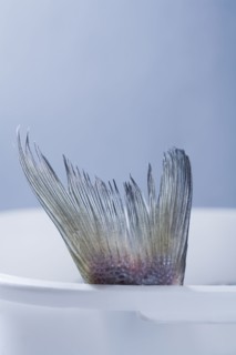 Tail of striped bass fish. Photographe : Kristin Lee