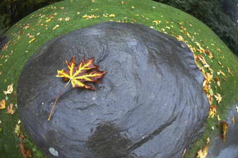 Autumn leaf floating in water. Photographe : John Kelly