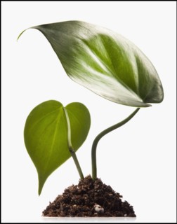 Leaves growing out of a pile of soil. Photographe : Mike Kemp