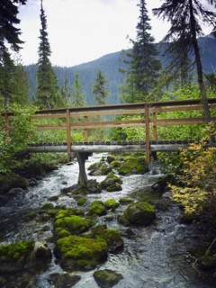 Bridge in forest. Photographe : John Kelly