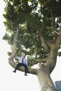 Businessman sitting in tree.