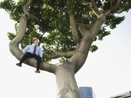 Businessman sitting in tree.