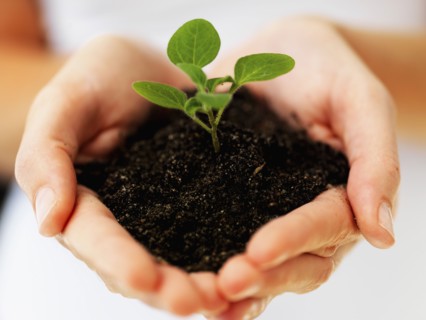 Hands holding sapling. Photographe : momentimages