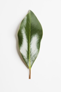 Green magnolia leaf. Photographe : Chris Hackett