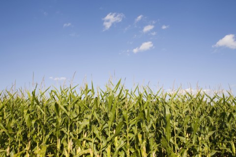 Field of corn. Photographe : Chris Hackett