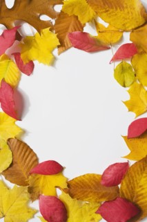 Circle of autumn leaves. Photographe : Chris Hackett