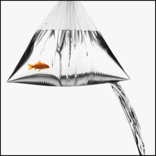 Leaky bag with a goldfish in it. Photographe : Mike Kemp
