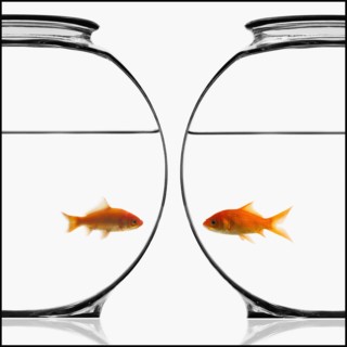 Two bowls of goldfish. Photographe : Mike Kemp
