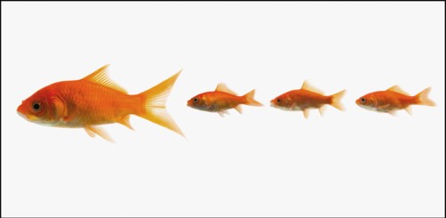 Goldfish. Photographe : Mike Kemp