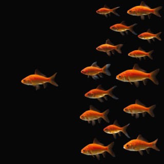Goldfish. Photographe : Mike Kemp