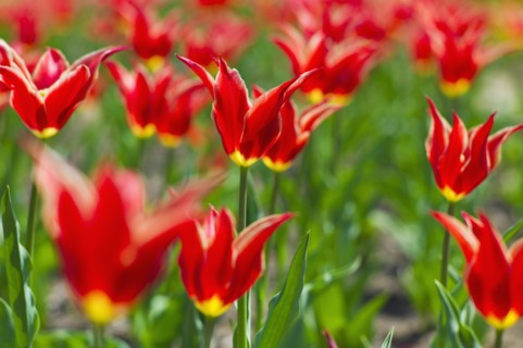 Tulips.