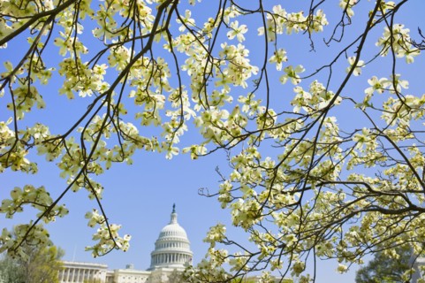 Dogwood branches with Capitol building in background.