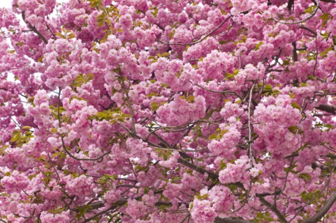 Pink cherry blossoms.