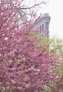 Cherry blossoms in front of a flat iron building.