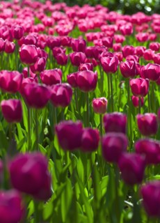 Pink tulips.