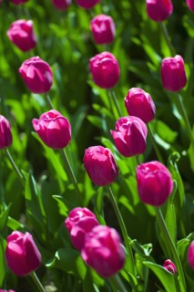 Pink tulips.