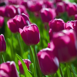 Pink tulips.