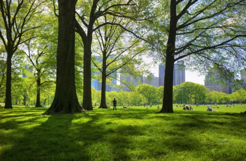 Great lawn in Central Park.