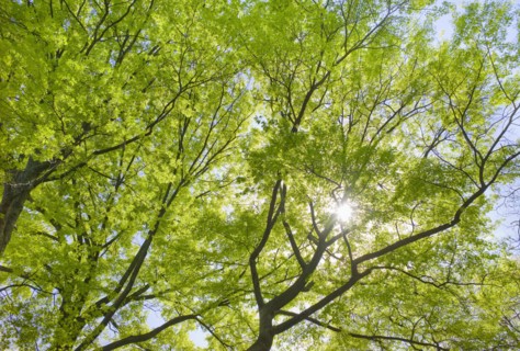 Sunlight shining through tree branches in spring.