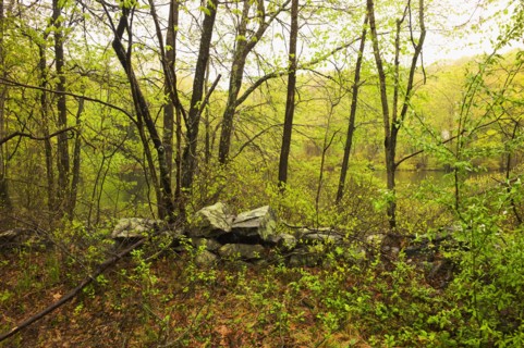 Forest in Bedford New York.