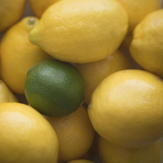One lime amongst many lemons. Photo : Mike Kemp