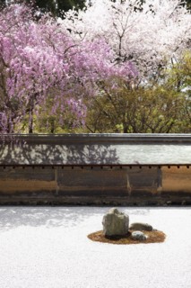 Japanese cherry trees. Photo : Lucas Lenci Photo