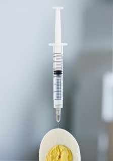 Syringe in a sliced egg. Photo : Jamie Grill