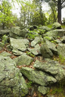 Rocks in Ward Pound Ridge Reservation.