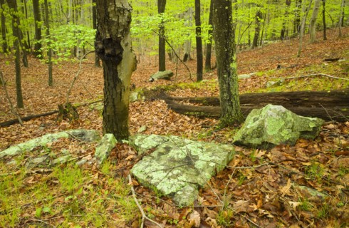 Forest in Ward Pound Ridge Reservation.