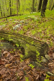 Forest in Ward Pound Ridge Reservation.