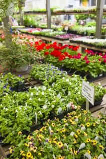 Garden flowers on display in greenhouse.