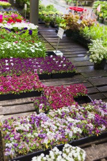 Garden flowers on display in greenhouse.