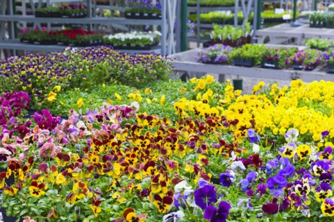 Garden flowers on display in greenhouse.