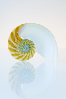 Nautilus shell.
