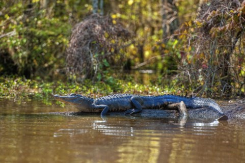 Small alligator in Honey Island swamp.