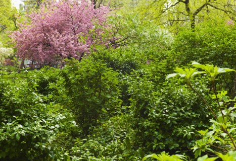 Green trees and cherry tree in Madison Square Park.