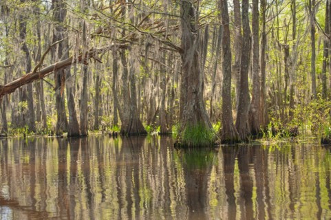 Honey Island Swamp in White Kitchen Nature Preserve.