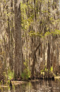 Honey Island Swamp in White Kitchen Nature Preserve.