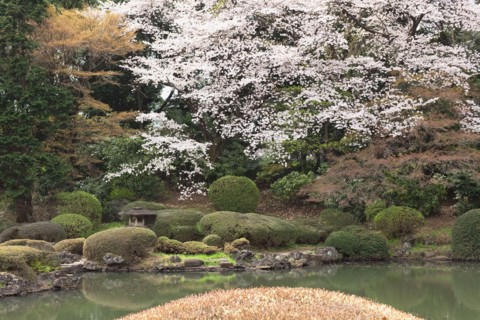 Japanese garden. Photo : Lucas Lenci Photo