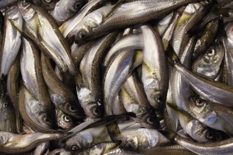 Raw fish on display in market. Photo : Lucas Lenci Photo