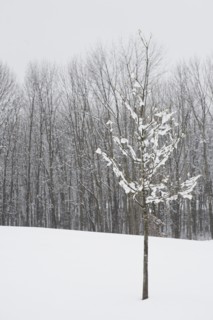 Bare trees in winter. Photo : Chris Hackett