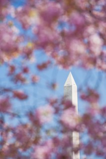 Cherry blossoms in front of Washington Monument.