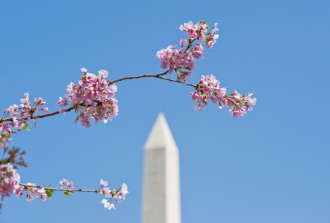 Cherry blossoms in front of Washington Monument.