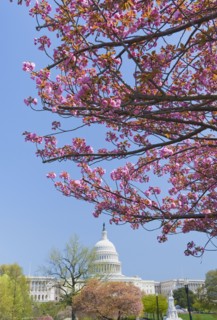 Cherry blossoms in front of Capitol building in Washington D.C..