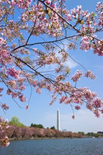 Cherry blossoms in front of Washington monument.
